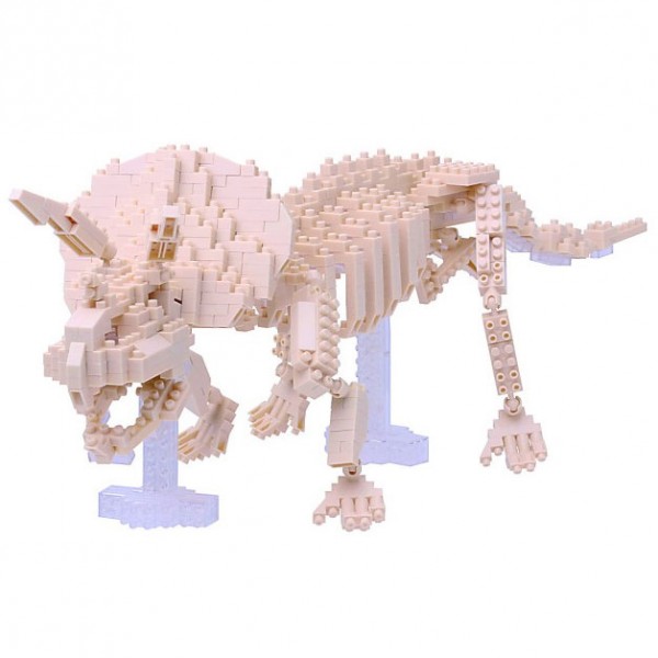 Triceratops Skelett (NBM-017)